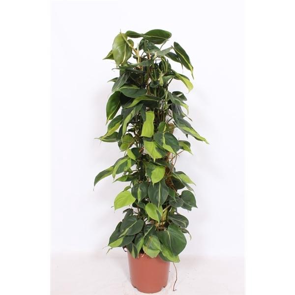 <h4>Philodendron scandens 'Brasil'</h4>