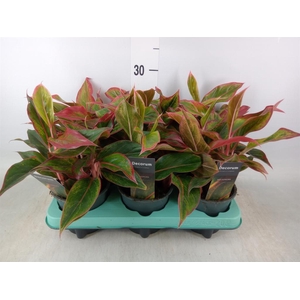 Aglaonema  'Crete'