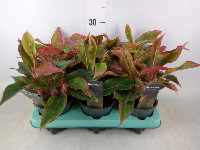 <h4>Aglaonema  'Crete'</h4>