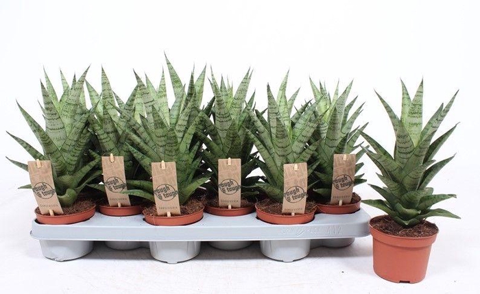 <h4>Sansevieria Tough Lady</h4>