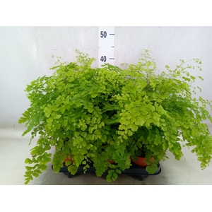 Adiantum raddi. 'Fragrans'