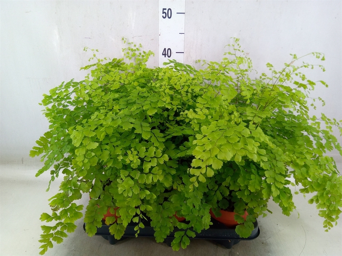 <h4>Adiantum raddi. 'Fragrans'</h4>