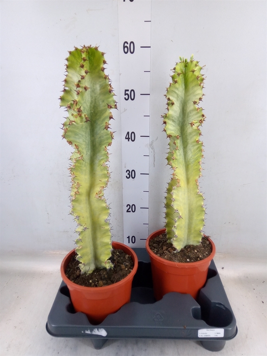 <h4>Euphorbia ingens 'Variegata'</h4>