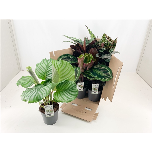 Calathea 4/5 soorten mix zonder hoes