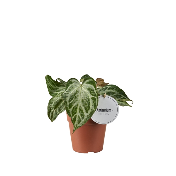 <h4>Anthurium Silver Blush Mint</h4>