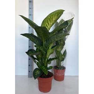 DIEFF SE TROPIC SNOW