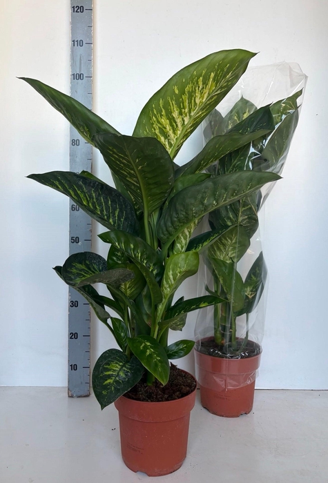 <h4>DIEFF SE TROPIC SNOW</h4>