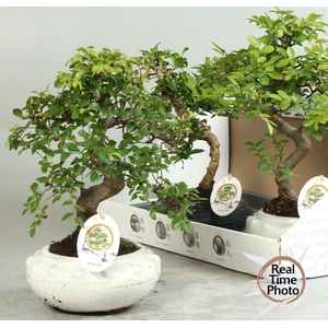 BONSAI GEM