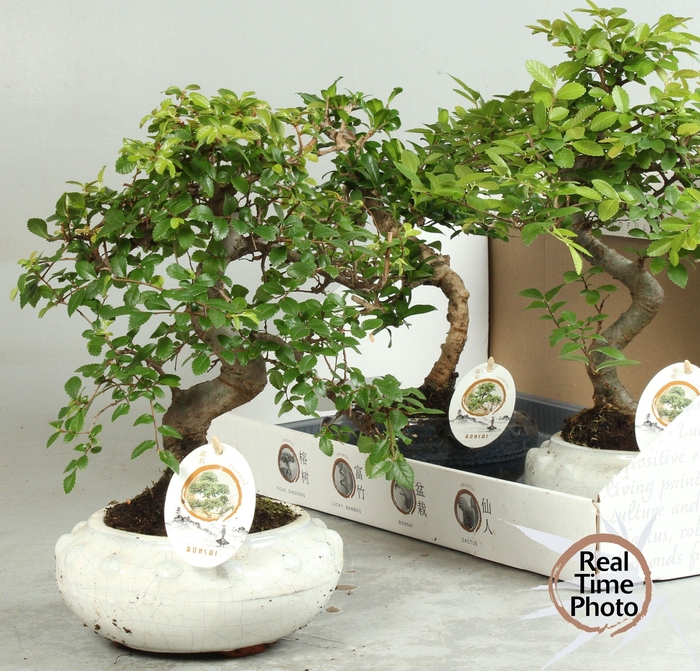 <h4>BONSAI GEM</h4>