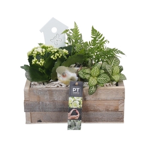 PTIB6551 Arrangement Indoor in houten bak