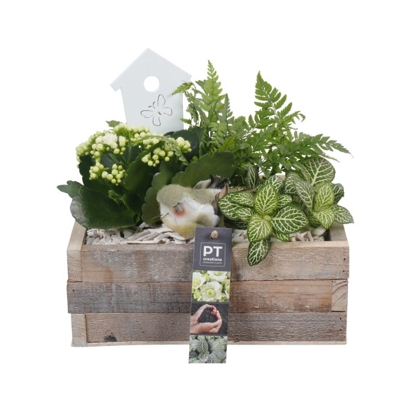 <h4>PTIB6551 Arrangement Indoor in houten bak</h4>