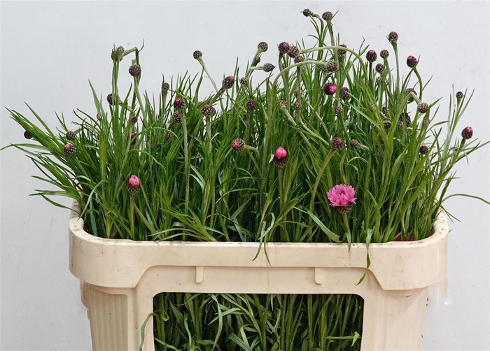 <h4>Centaurea Cyanus Pink</h4>