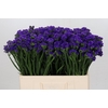 Limonium Navy Sun Birds