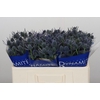 Eryngium Blue Dynamite
