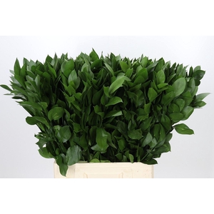 Ruscus aculeatus   ...groot blad