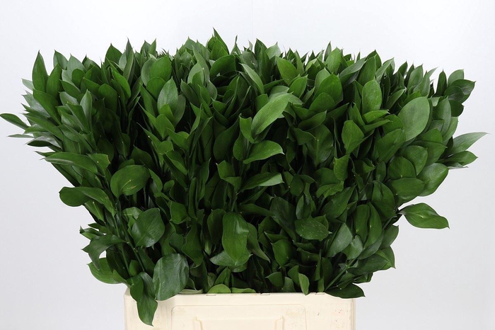 <h4>Ruscus aculeatus   ...groot blad</h4>
