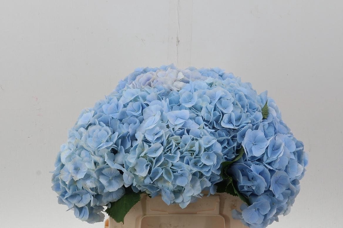 <h4>Hydr M Ch Verena Bl</h4>