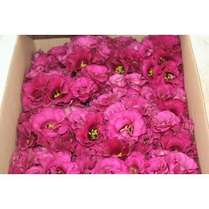 LISIANTHUS FLOR PINK