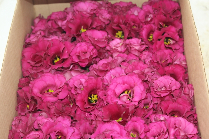 <h4>LISIANTHUS FLOR PINK</h4>