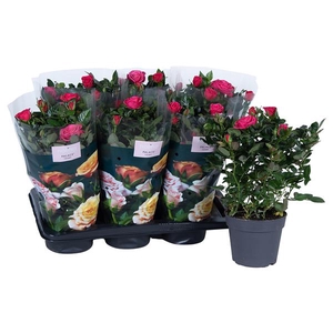 Rosa Palace Dark Pink st 1-2