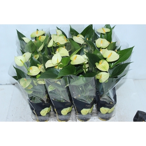 ANTHURIUM VANILLA P09 PREMIUM