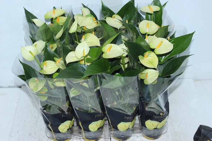 <h4>ANTHURIUM VANILLA P09 PREMIUM</h4>