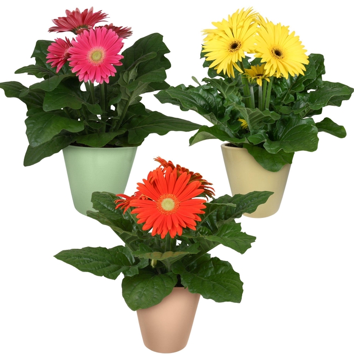 <h4>Gerbera 2+bl 12cm in keramiek pastel 3 ass. gl/or/gr</h4>