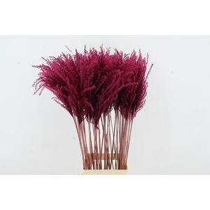 DF Miscanthus 90cm Bordeaux