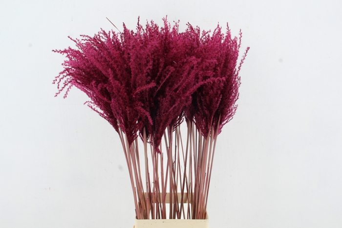 <h4>DF Miscanthus 90cm Bordeaux</h4>