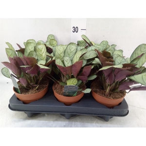 Ctenanthe burle-marxii 'Amagris'