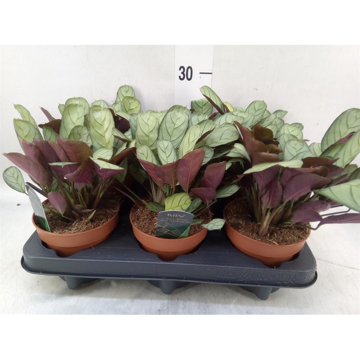 <h4>Ctenanthe burle-marxii 'Amagris'</h4>