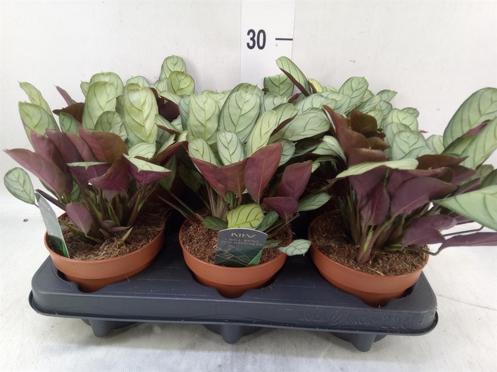 <h4>Ctenanthe burle-marxii 'Amagris'</h4>