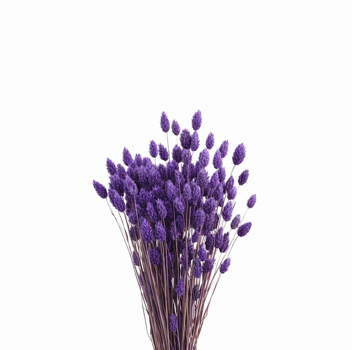 <h4>Dried Phalaris X5 Frosted Milka Bunch</h4>