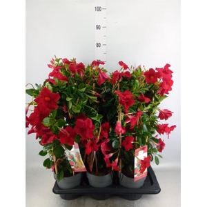 Mandevilla am. 'Diaman Topaze Ver'