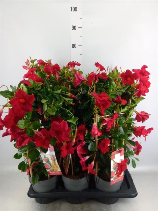 <h4>Mandevilla am. 'Diaman Topaze Ver'</h4>