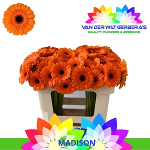Germini Madison Water