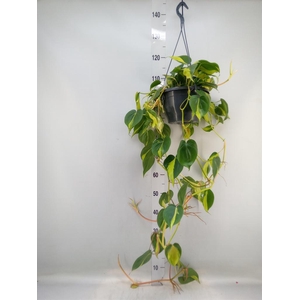 Philodendron scand. 'Brasil'