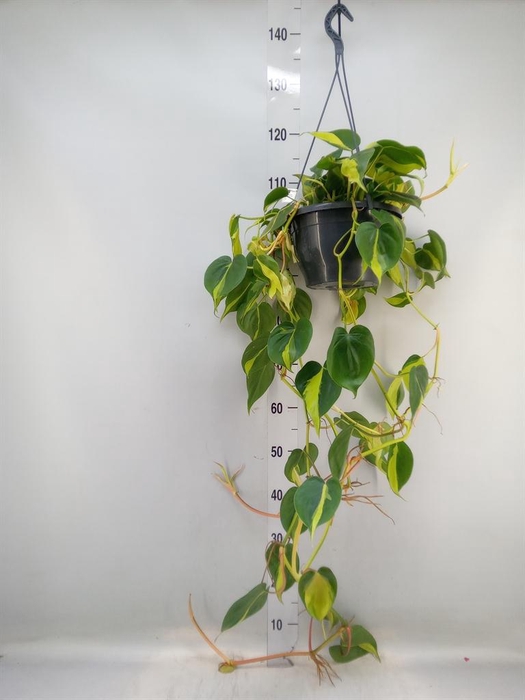 <h4>Philodendron scand. 'Brasil'</h4>