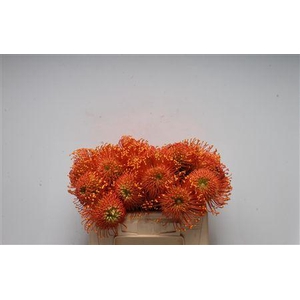 Leuco Ayoba Orange Zest