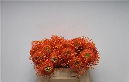 <h4>Leuco Ayoba Orange Zest</h4>