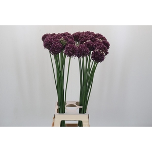Allium Purple Mystery