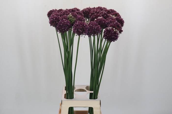 <h4>Allium Purple Mystery</h4>