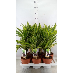 Dracaena fr de 'LemonLime'