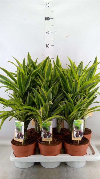 <h4>Dracaena fr de 'LemonLime'</h4>