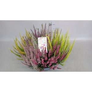 Calluna vulg. 'Beauty L Mosaica'