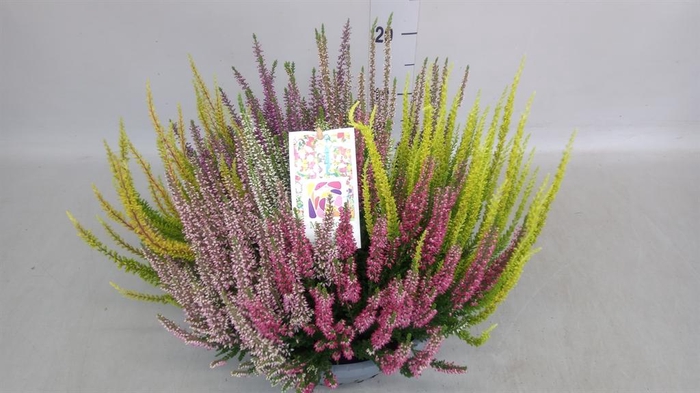 <h4>Calluna vulg. 'Beauty L Mosaica'</h4>