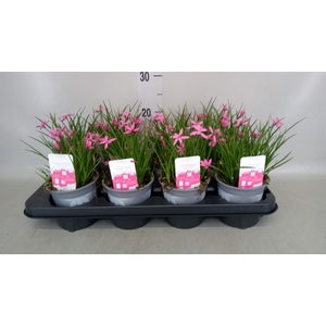 Rhodohypoxis baurii