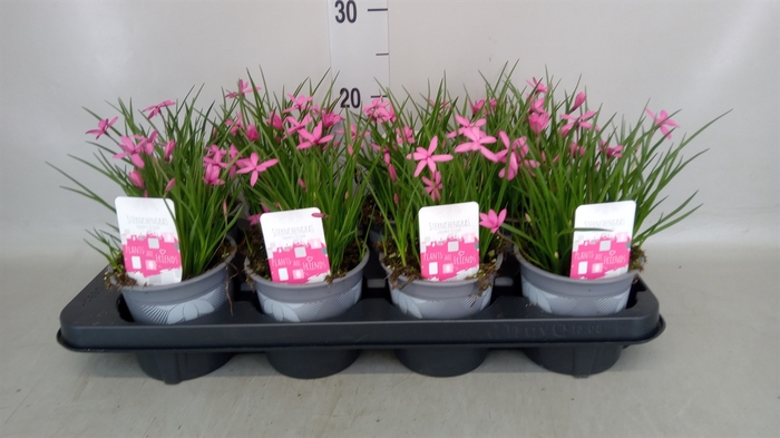 <h4>Rhodohypoxis baurii</h4>