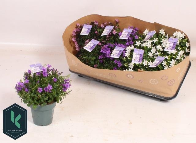 <h4>CAMP AMBE GEM</h4>