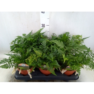 Humata tyermannii